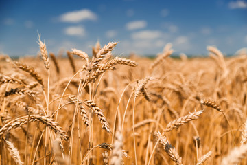 Ears of wheat growing on the field