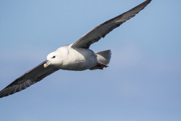 Fulmar (Fulmarus glacialis) in flight