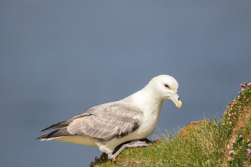 Fulmar (Fulmarus glacialis) sat on grassy slope