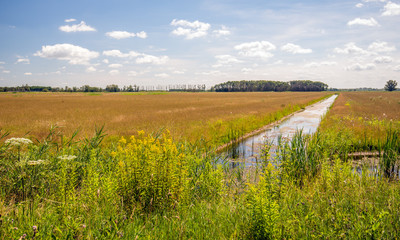 Flowering wild plants and reeds on the edge of a long ditch in a Dutch nature reserve