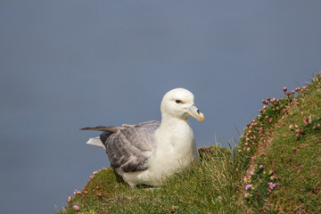Fulmar (Fulmarus glacialis) sat on grassy slope