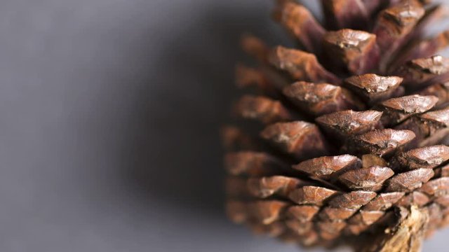 Slowly panning across an open pine cone