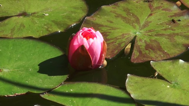 Water red lily opens time laps Water red lily opens time laps