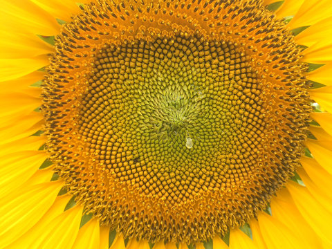 Sunflower with bee insect