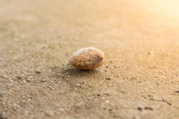 Fototapeta na wymiar Alone seashell in sunlight, lying on the sand, close-up - nature background