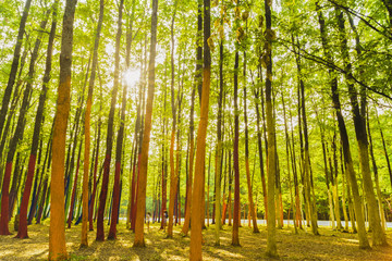 Picture of a forest with trees painted in different colors
