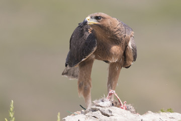 Bonelli's eagle_04