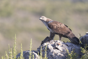 Bonelli's eagle_03