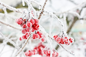 Autumn and snow. Beautiful winter.