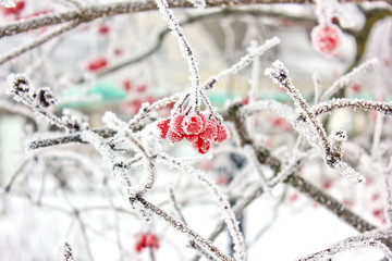 Winter Frozen Viburnum Under Snow. Viburnum In The Snow. First snow.