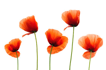  Red  poppies isolated on white background