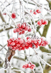 Winter Frozen Viburnum Under Snow. Viburnum In The Snow. First snow. Autumn and snow. Beautiful winter.