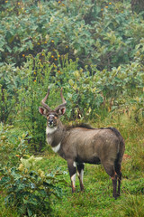 Male mountayn nyala