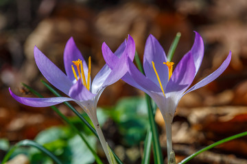 Close-up of two purple crocuses (crocoideae) fully openened in the spring sun