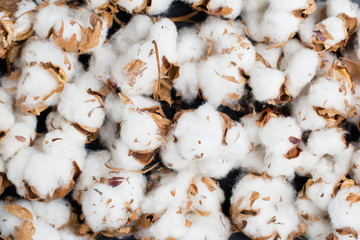 cotton flowers texture