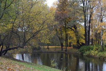 Fototapeta na wymiar Trees over a pond in an autumn park. Golden autum