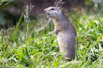 Naklejka na ściany i meble Uinta Ground Squirrel (Spermophilus armatus) standing up to make an alarm call
