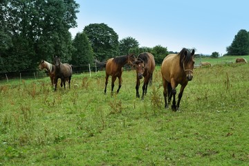 mit dem Pferd unterwegs