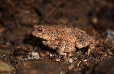 Toad on the forest floor