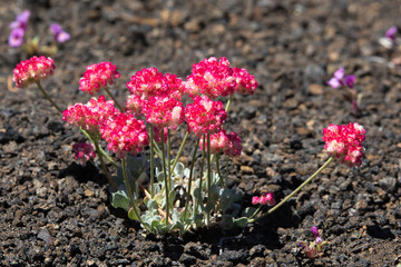 Close-up of pink Cushion Buckwheat (Eriogonum ovalifolium) in Craters of the Moon National Monument, Idaho, USA © Astrid Hinderks