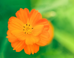 Golden cosmos flower.  Soft focus and Blurred.