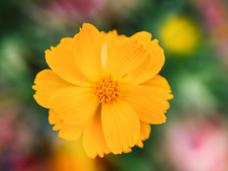 Yellow cosmos flower. Soft focus and Blurred.