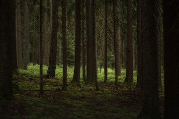 Dark forest with bright clearing