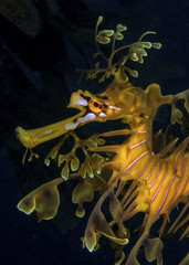 Leafy seadragon a beautiful and elegant creature you can only found along the southern and western coasts of Australia