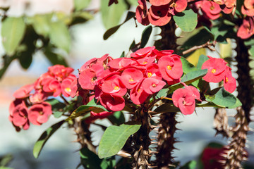 Euphorbia splendens, crown of thorns, kiss me quick flowers in Yangon, Myanmar