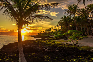 Coconut palm trees and black rocks on the beach during the sunset on Upolu, Samoa