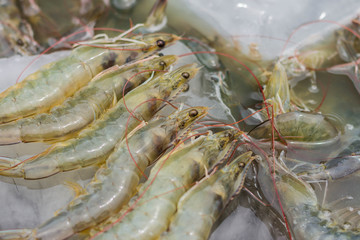 Fresh shrimp