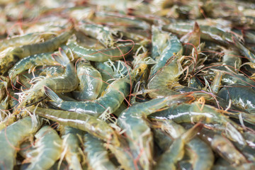 Fresh shrimp