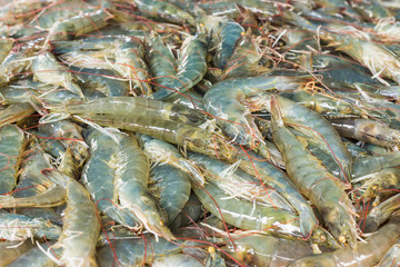 Fresh shrimp