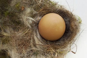 Egg in a nest
