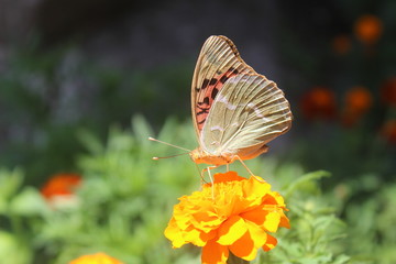 Butterfly on an orange flower on a summer day