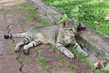 Obraz premium street cat with gray striped look right and lay beside cement and grass