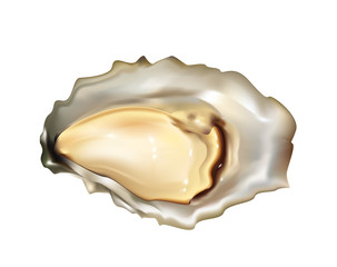 Oyster on white background