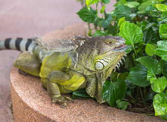 Close up portrait large lizard reptile green iguana (Iguana iguana) resting in natural