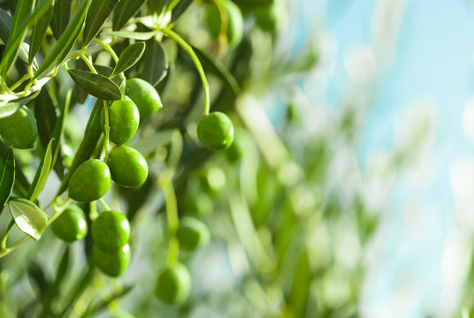 Green olives on a branch of olive tree - close up shot