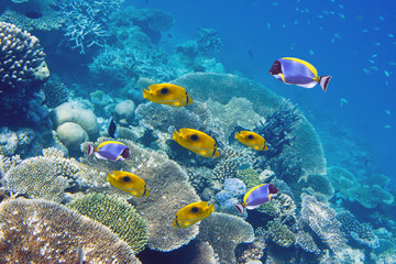 Naklejka na ściany i meble Big pack of tropical fishes over a coral reef