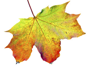bright maple leaf