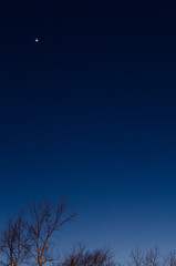 Trees reach for the moon just after sunset