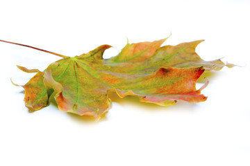 bright maple leaf