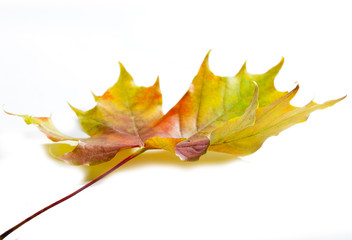 bright maple leaf