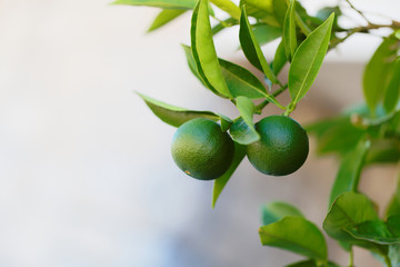 Green oranges on a branch of orange tree - Croatia, island Brac