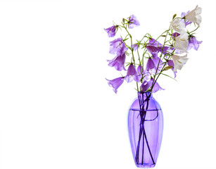 White, blue and lilac flowers of a bell in a glass lilac vase, isolated on a white background