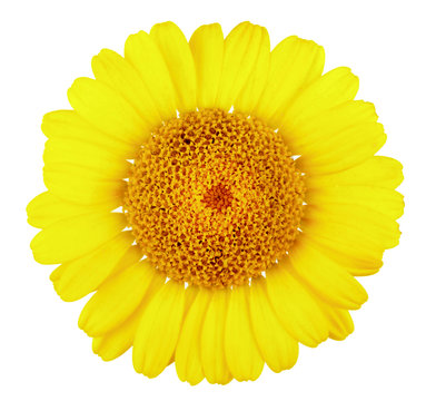 Doronikum, yellow daisy close-up, on white background