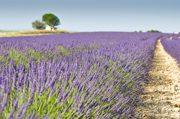 Fototapeta na wymiar lavender fields in Valensole