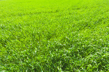 Fresh green summer field in the sunlight