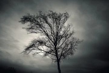 Foto auf Acrylglas Bäume Dunkle Silhouette des kahlen Baumes über dramatischem Himmel